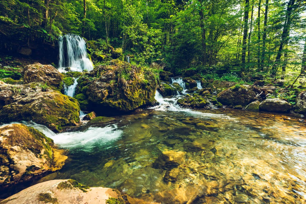 Lebensraum Wasser – Der Bach
